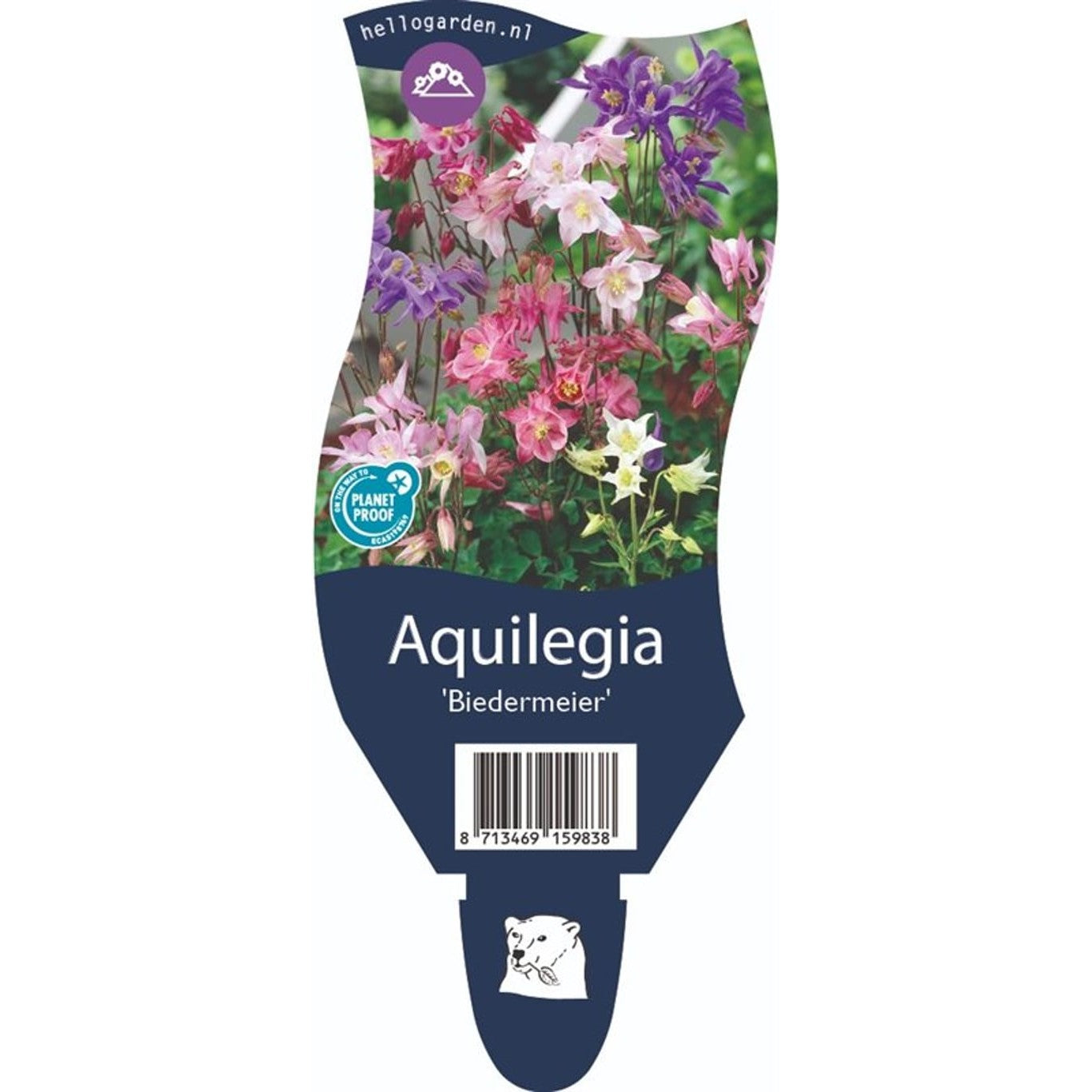 Akleja – Aquilegia 'Biedermeier' - P11
